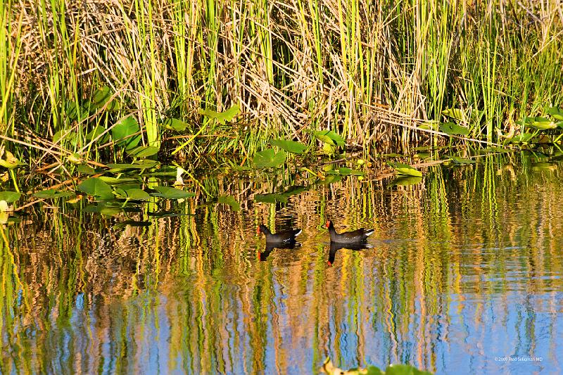 20090220_170139 D3 P1 5100x3400 srgb.jpg - Loxahatchee National Wildlife Preserve